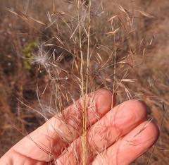 Aristida scabrivalvis