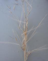 Aristida scabrivalvis