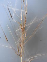 Aristida scabrivalvis