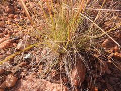 Aristida scabrivalvis