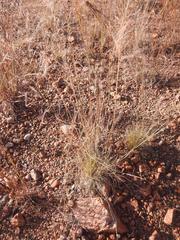 Aristida scabrivalvis