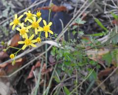 Cineraria parvifolia