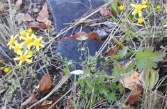 Cineraria parvifolia