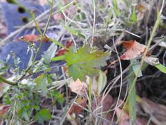 Cineraria parvifolia