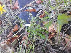 Cineraria parvifolia