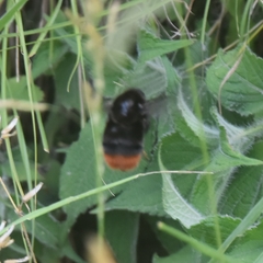 Bombus simillimus