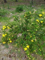 Hypericum balearicum