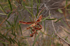 Acacia dodonaeifolia