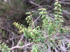 Melaleuca acuminata