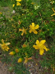 Hypericum balearicum