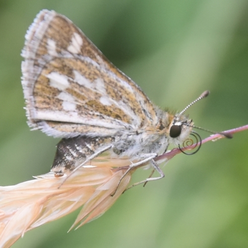Himalayan Grass Dart