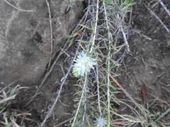 Helichrysum athrixiifolium