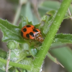 Paridea octomaculata