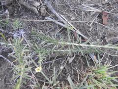 Helichrysum athrixiifolium