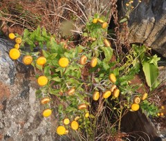 Helichrysum cooperi