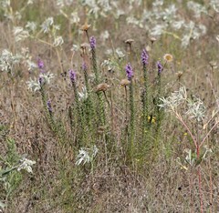 Liatris punctata mucronata