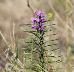 Liatris punctata mucronata