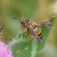 Polistes quadricingulatus