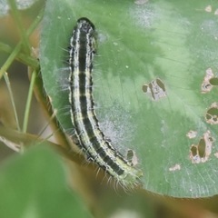 Cydalima