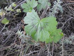 Ciconium