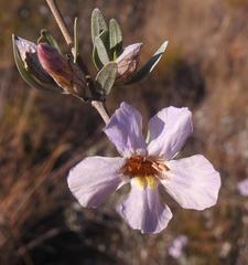 Petalidium oblongifolium