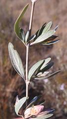 Petalidium oblongifolium