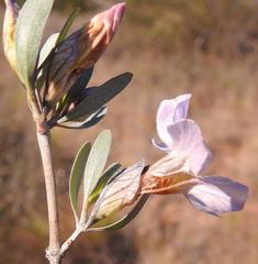Petalidium oblongifolium