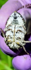 Platypleura kaempferi