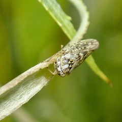 Idiocerus herrichii