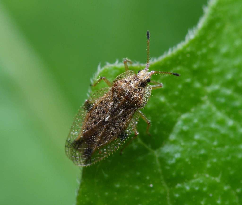 Tropidocheila