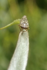 Idiocerus herrichii