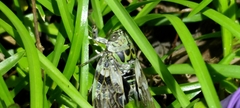 Platypleura kaempferi