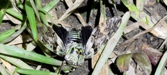Platypleura kaempferi