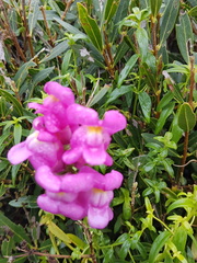 Antirrhinum majus