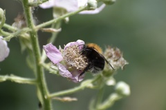 Bombus hypnorum