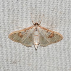 Palpita illibalis