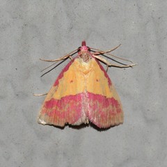 Phytometra rhodarialis