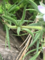 Spergularia macrotheca