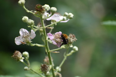 Bombus hypnorum