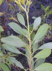 Senecio microglossus
