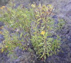 Senecio microglossus