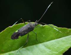 Cheilocapsus