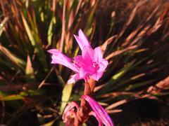 Watsonia bella