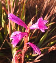 Watsonia bella