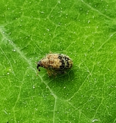 Rhynchaenus xylostei