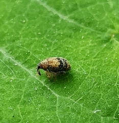 Rhynchaenus xylostei