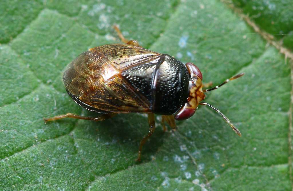 Geocoris margaretarum