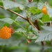 Rubus spectabilis spectabilis - Photo (c) Joan Septembre, algunos derechos reservados (CC BY-NC), subido por Joan Septembre