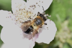 Andrena nitida