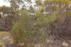 Acacia dodonaeifolia